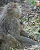 Olive Baboon_P1020473.jpg