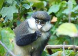 Red-tailed Monkey_P1020121.jpg