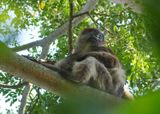 Zanzibar Red Colobus_P1020147.jpg