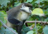 Red-tailed Monkey_P1020122.jpg