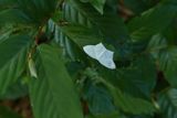 Moth_P1020446.jpg