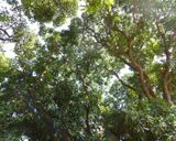 Gombe Forest_P1020568.jpg