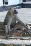 Olive Baboon_P1020527.jpg