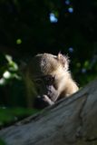 Olive Baboon_P1020556.jpg