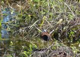 African Jacana_P1020572.jpg