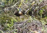 African Jacana_P1020577.jpg