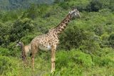 Masai Giraffe_P1030048.jpg