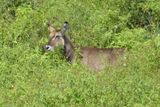 Waterbuck_P1030250.jpg