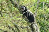 Mantled Guereza_ P1020775.jpg