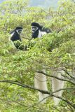 Mantled Guereza_P1020788.jpg
