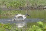 African Sacred Ibis_P1030163.jpg