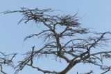 Tree_P1030116.jpg