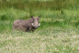 Warthog_P1030013.jpg