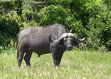 Cape Buffalo_P1030112.jpg