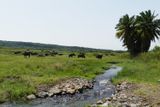 Cape Buffalo_P1030131.jpg