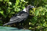 White-necked Raven_P1030193.jpg