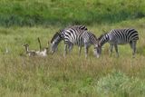 Plains Zebra & Western Cattle Egret_P1030254.jpg