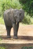 African Elephant_P1030395.jpg
