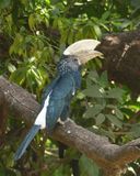 Silvery-checked Hornbill_P1030574.jpg