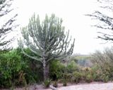 Hadza_P1030696.jpg