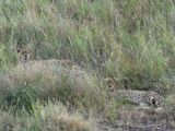 Cheetah_P1040174.jpg