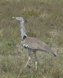 Kori Bustard_P1030844Rev.jpg