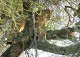 African Lion_P1040195.jpg