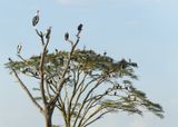 Marabau Storks, Hooded Vultures and White-backed Vultures_P1040142.jpg