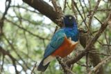 Superb Starling_P1040062.jpg