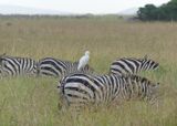 Plains Zebra, Oxpecker & Western Cattle Egret_P1040107.jpg