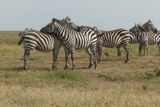 Plains Zebra_P1040027.jpg