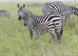 Plains Zebra_P1040112.jpg