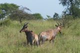 HarteBeest_P1040292.jpg