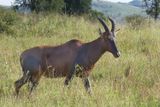 HarteBeest_P1040300Rev.jpg