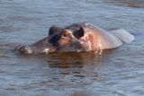 Hippopotamus_P1040344.jpg
