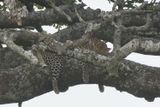 Leopard_P1040793.jpg