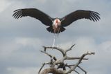Marabou Stork_P1040734.jpg