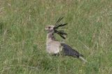 Secretarybird_P1040436.jpg