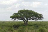 Tree_P1040791.jpg