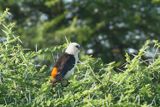 White-headed Buffalo-weaver_P1040290.jpg