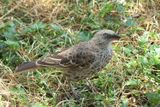 Rufous-tailed Weaver_P1040700.jpg