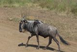 Wilderbeest_P1040470.jpg