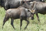 Wilderbeest_P1040532.jpg