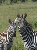 Plains Zebra_P1040447Rev.jpg