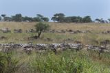 Plains Zebra & Wilderbeest_P1040498.jpg