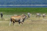Eland_P1050105.jpg
