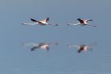 Lesser Flamingo_P1050066.jpg