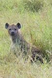 Spotted Hynea_P1040884.jpg