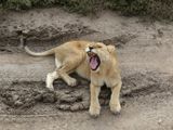 African Lion_P1040901rev.jpg