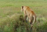 African Lion_P1040911.jpg